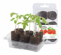  Easy to Grow, 'Kruktomat'