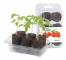  Easy to Grow, 'Kruktomat'