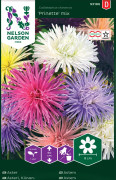 Aster 'Prinette' mix