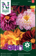 Dahlia, Sommar-, Redskin, bl färger