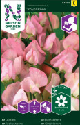 Luktärt Royal Rose, rosa