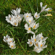 Bägarkrokus 'Miss Vain', 20st