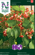  Blomsterböna Hestia Låg(Pgd)