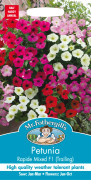 Petunia 'Rapide F1 (Trailing)' mix, frö