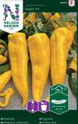 Paprika 'Astor F1'
