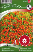  Tagetes, krydd