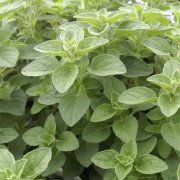 Oregano 11,5cm kruka