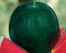 Vattenmelon ´Sugar Baby´ 10 st frön