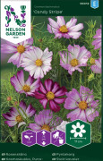 Rosenskära-'candy stripe' - cosmos bipinnatus