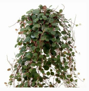 Peperomia 'Pepperspot'
