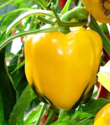 Paprika ´Asti Yellow´ 5 st frön