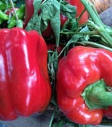 Paprika ´Asti Red´ 5 st frön