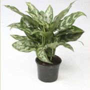 Silverkalla Aglaonema 'Maria' 12cm kruka
