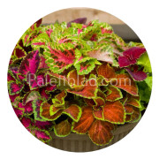 Palettblad Fairway Mix 10 frön
