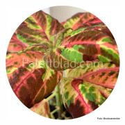Palettblad Superfine Rainbow Multicolor 10 frön