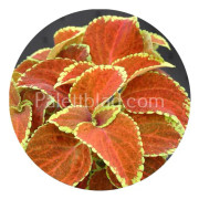 Palettblad Fairway Orange 10 frön