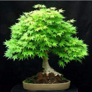 2023 News, (S) Underbar Bonsai Japans Orchide träd