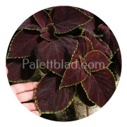 Palettblad Premium Sun Chocolate Mint 5 frön