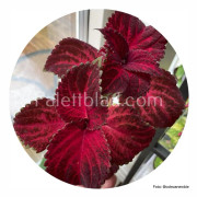 Palettblad Superfine Rainbow Red Velvet 10 frön