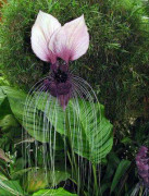 2023 New Fröer: UNDERBARA Black Bat Flower, Så vacker, 3 seeds