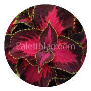 Palettblad Premium Sun Chocolate Covered Cherry 5 frön
