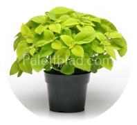Palettblad Premium Sun Lime Delight 5 frön