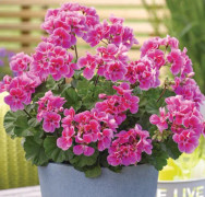 Zonalpelargon 'Castello Lavender Eye (Raiko)' 12cm kruka