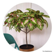 Palettblad Premium Sun Rose To Lime Magic 5 frön