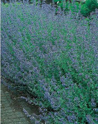 Kantnepeta 6-pack Blå/Violett