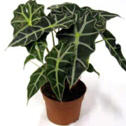 Amazonsköld 'Polly' 12cm kruka