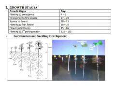 2023 news Fröer: STOR , Monstera ,(snabb odlad,) monstera deliciosa