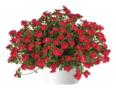 Portlak 'Mega Pazzaz Dark Pink' 10,5cm kruka