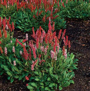 Bergormrot Darjeeling Red 6-pack Mörkrosa