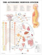 The Autonomic Nervous System Anatomical Chart