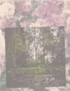 Darren Almond: The Giverny Polaroids