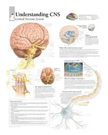 Understanding CNS Paper Poster