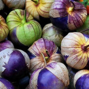 Tomatillo Purple 5 st frön