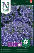 Lobelia Lord Nelson Häng Saphir Blå