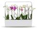  Kitchen Garden TREGREN T12 Vit