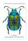 Extraordinary Insects