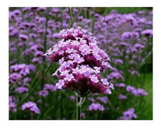 Jätteverbena Verbena Bonariensis 5 st frön