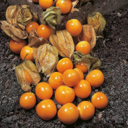 Kapkrusbär (Inkabär/Physalis) 20 st frön
