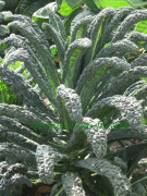 Palmkål/Svartkål ´Nero di Toscana´ 10 st frön