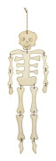 Skeleton
