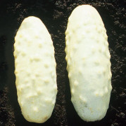 Frilandsgurka 'White Wonder' yrkesodlarfrö