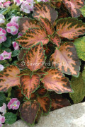 Palettblad "Wizard Coral Sunrise" 15 frön