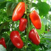 Paprika "Snackbite Red" (Snackpaprika) 5 frön