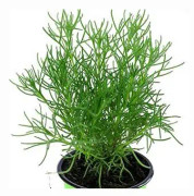 Gyrosört 12cm kruka