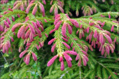 Sista chancen (S) Nordmann Fir (Gran) (Christmas Tree, Conifer)