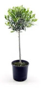 Olivträd, Stam H70cm 18cm kruka